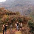 老房子村(雲南省祿勸縣雲龍鄉下轄村)