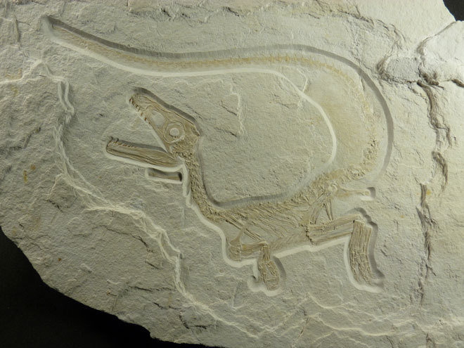 Sciurimimus albersdoerferi