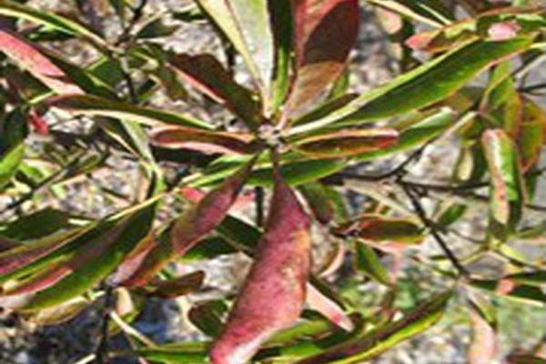 Euonymus grandiflorus