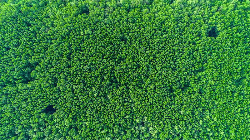 高橋紅樹林保護區