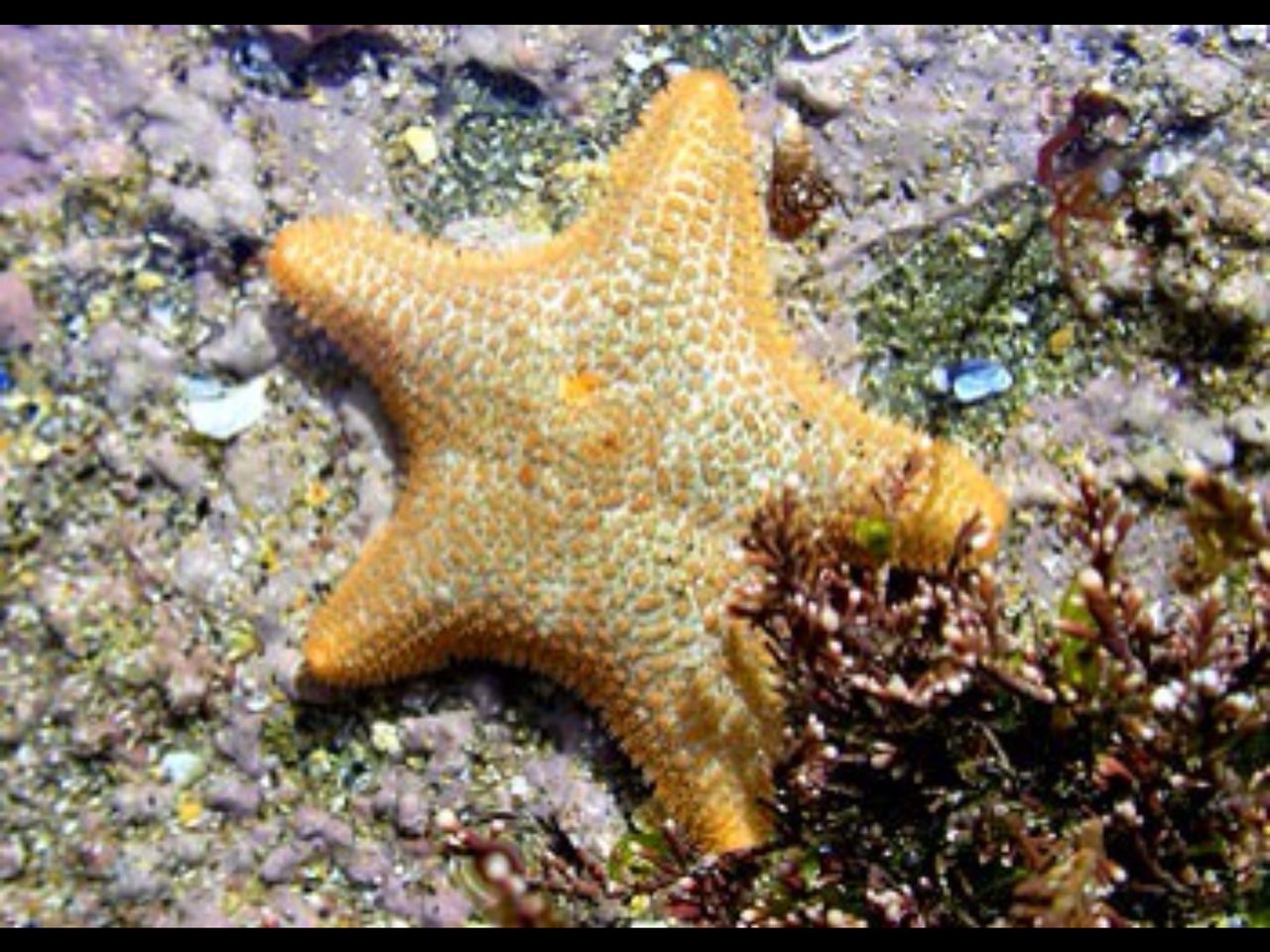 駝海燕（Asterina gibbosa）