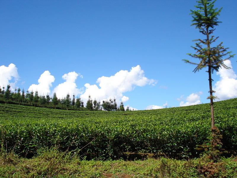 茶葉產業