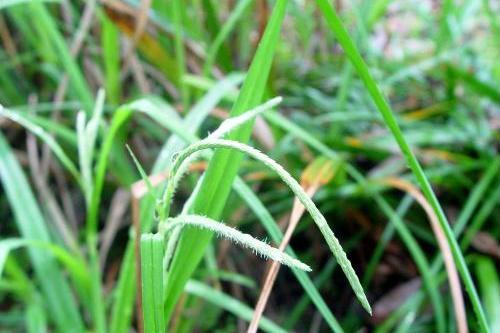 皺苞苔草