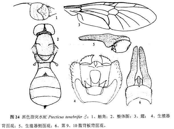 黑色指突水虻