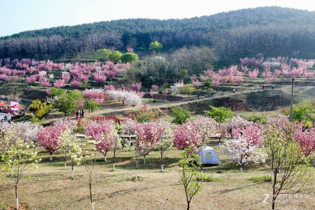 隨陽櫻花園