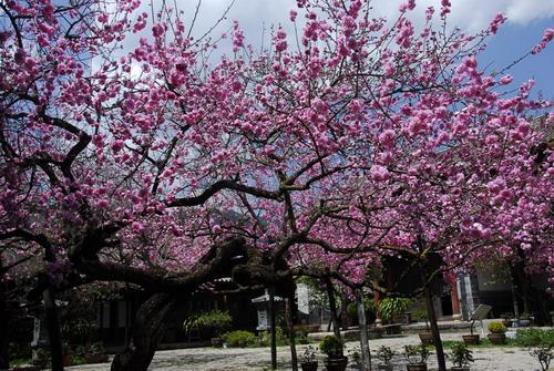 茶馬古道博物館