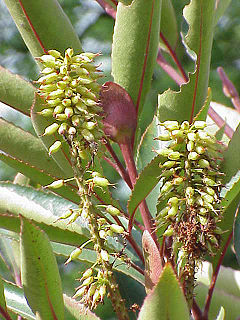 Cunonia capensis