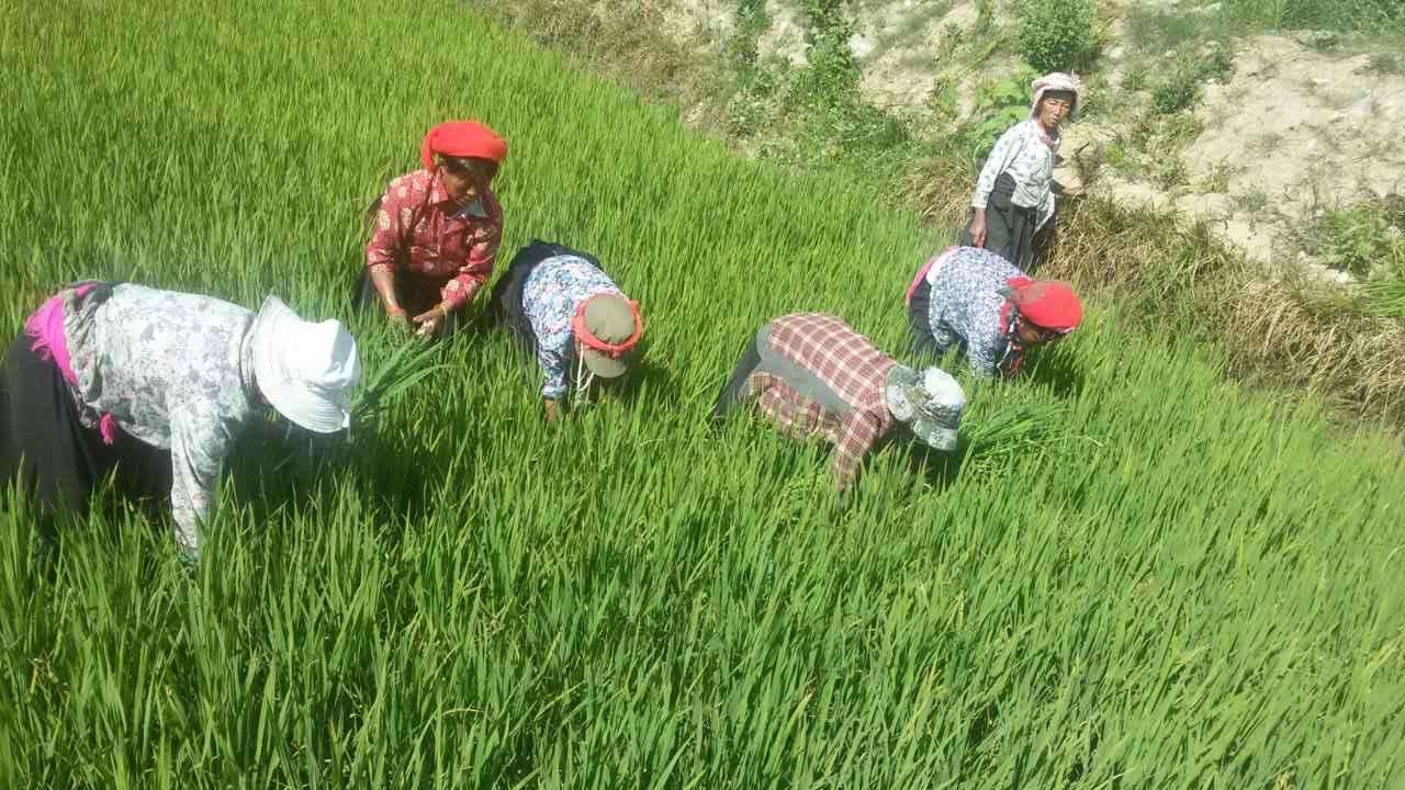 2015年松古村婦女黨員幫助困難戶田地除草