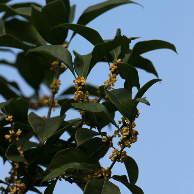 甜膩桂花醬啊