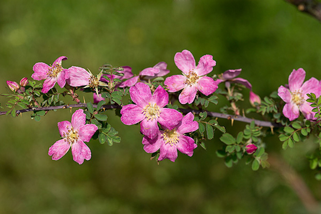 小葉薔薇(小葉薔薇（原變種）)