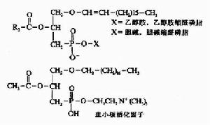 甘油磷脂的合成