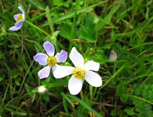 藍匙葉銀蓮花(藍匙葉銀蓮花（變種）)