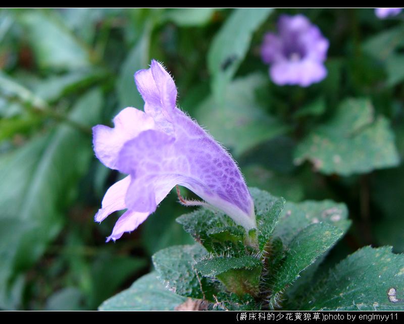 少花黃猄草