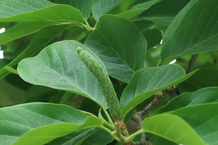 玉蘭黃山學院1號