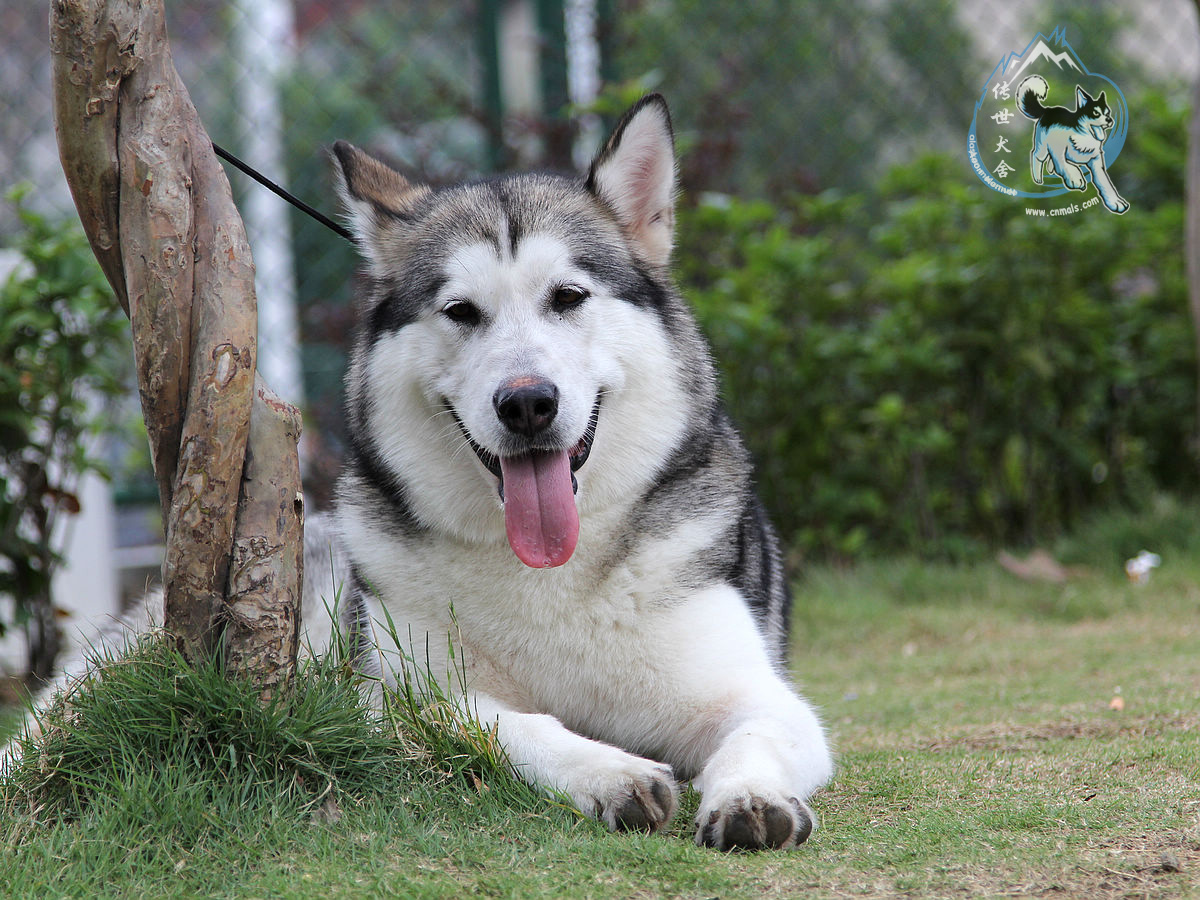 阿拉斯加雪橇犬