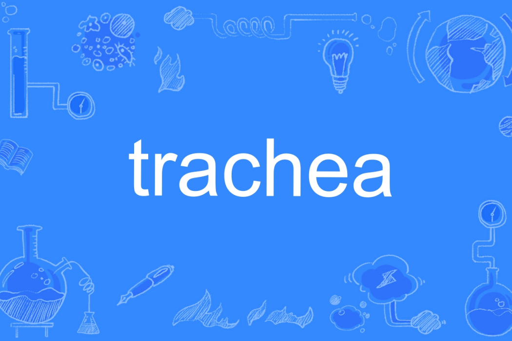 trachea