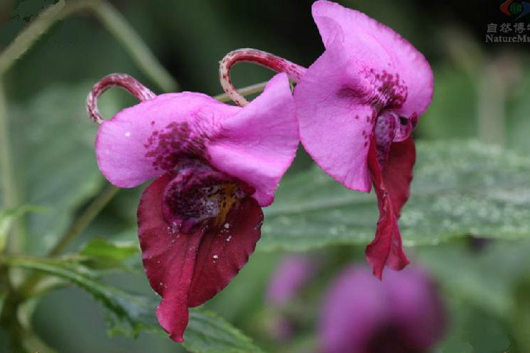 華麗鳳仙花