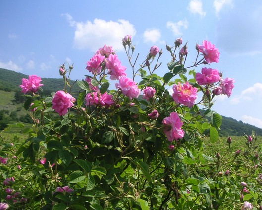 大馬士革薔薇