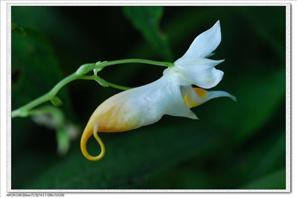 龍蝦花茶