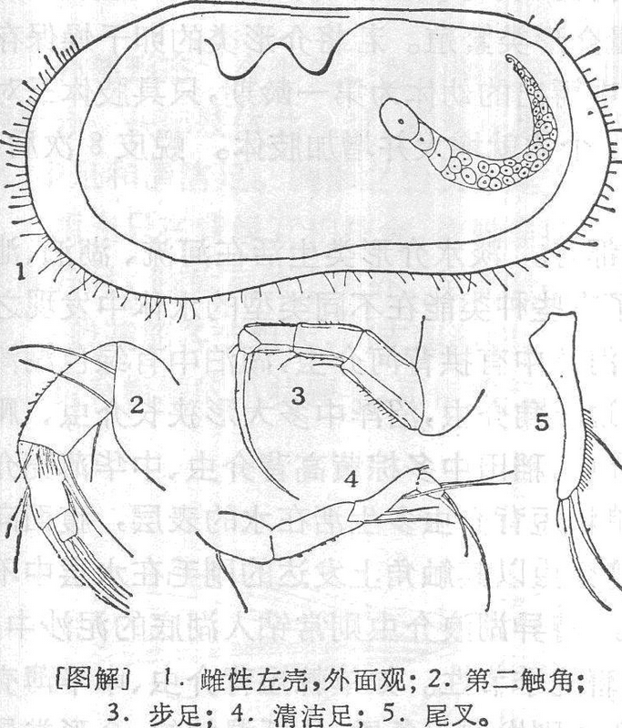 普通泥介蟲