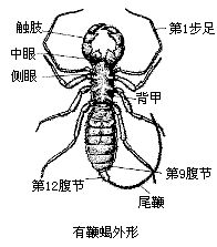 有鞭目