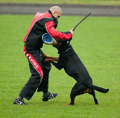 IPO護衛犬賽