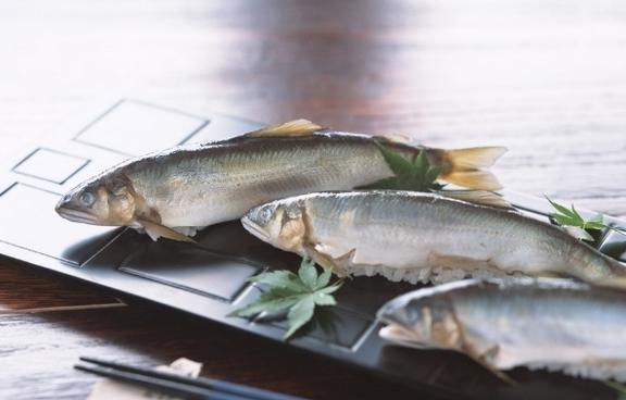 連環湖麻鰱魚