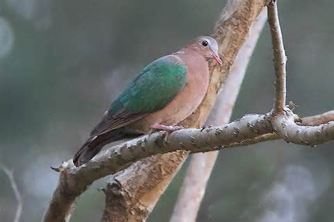 綠背金鳩尼科巴島亞種