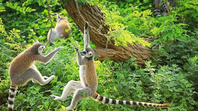 合肥野生動物園