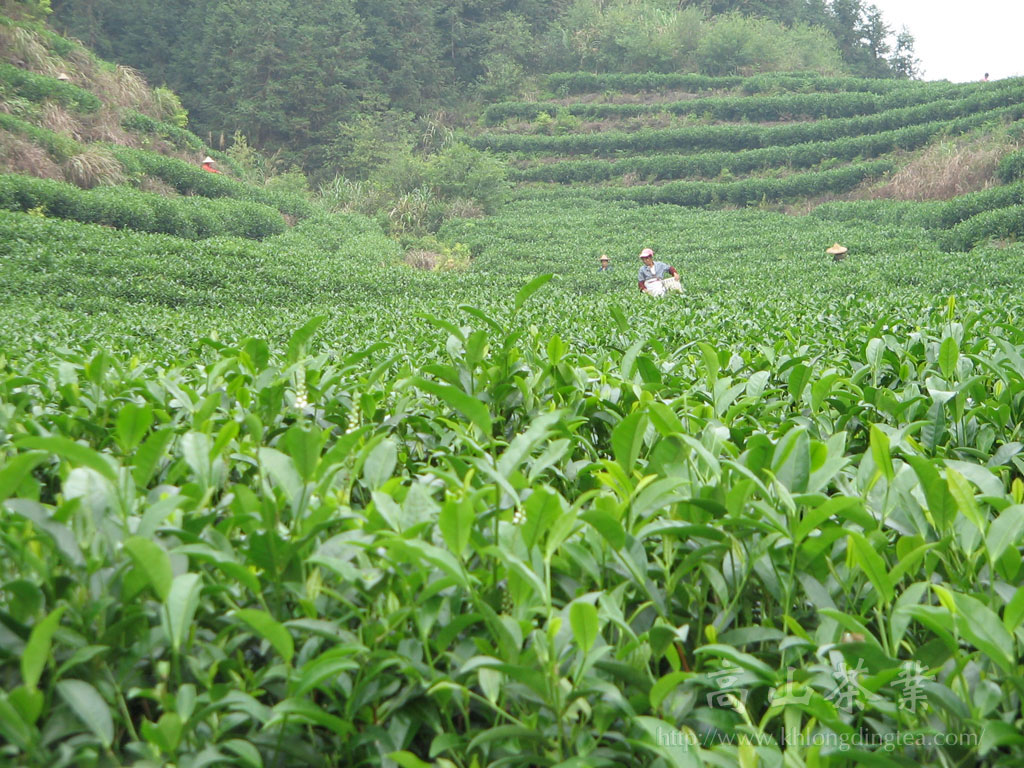 大葉種茶園