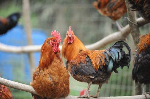 黑水鳳尾雞