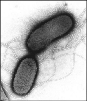 大腸革蘭染色菌