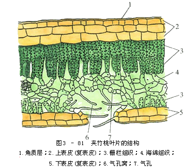 葉肉細胞