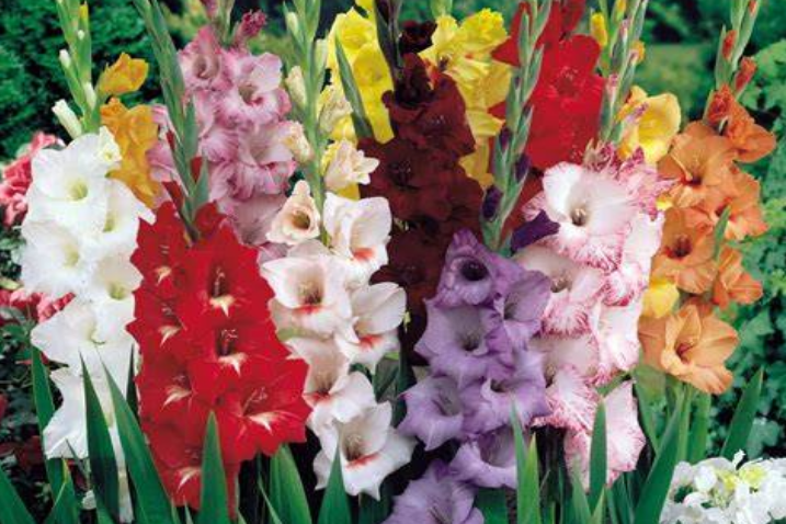 Gladiolus \x27Caribbean\x27