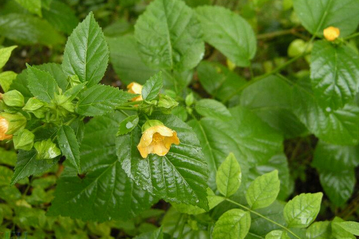 黃花稔(黃花棯)