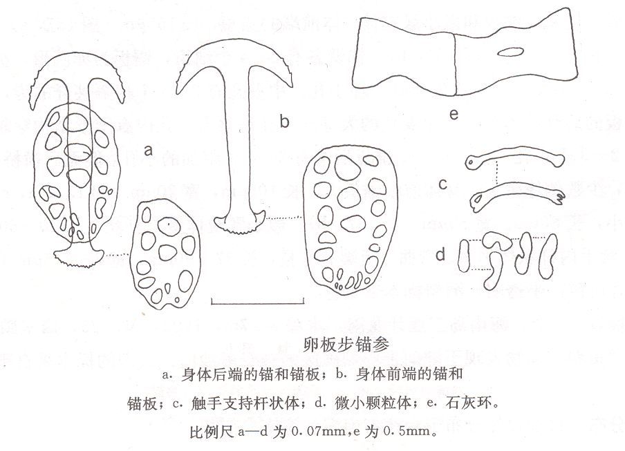 卵板步錨參