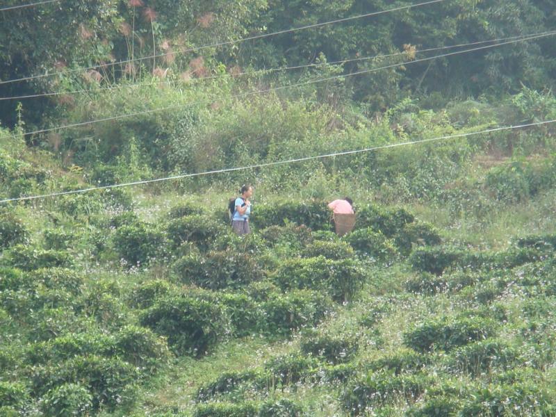 2007年時臭水村茶園一角