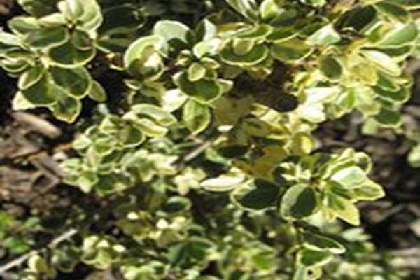 Ilex crenata \x27Shiro-fukurin\x27