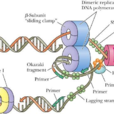 DNA聚合酶III