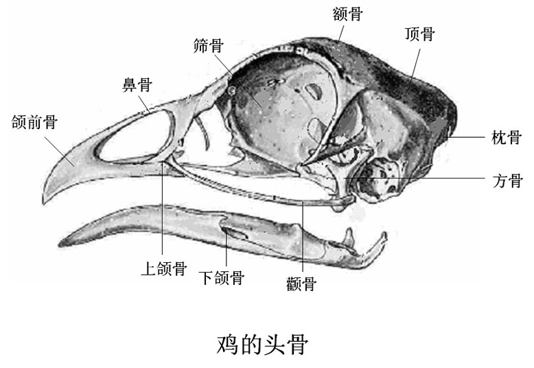 烏喙骨