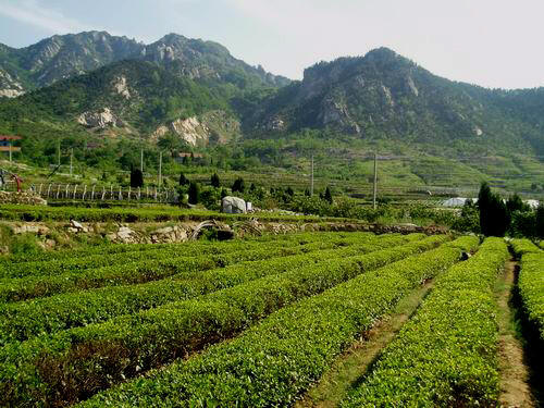 嶗山綠茶產地