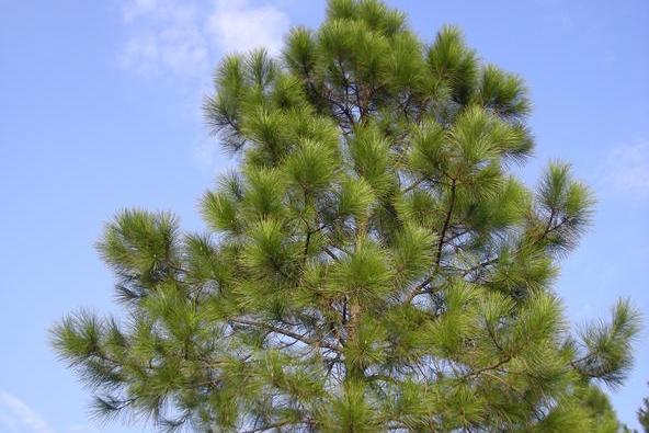 馬尾松無性系山羊6區34號