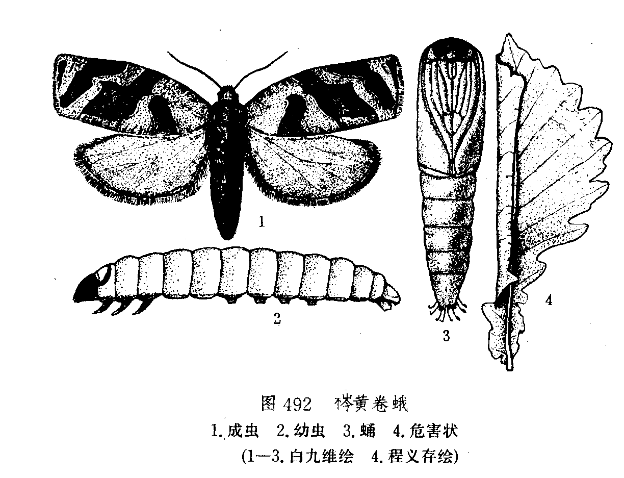 芩黃卷蛾