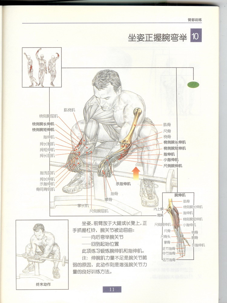 坐姿正握腕彎舉