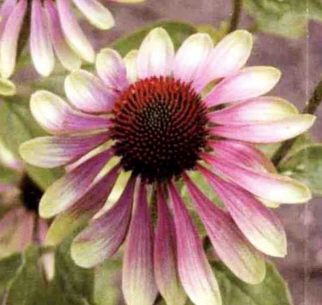 松果菊(Echinacea purpurea)