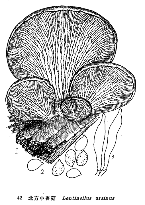 北方小香菇