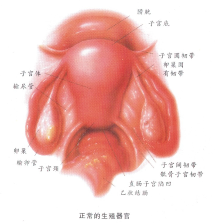 宮頸刮片檢查