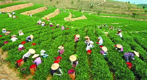 村中茶園