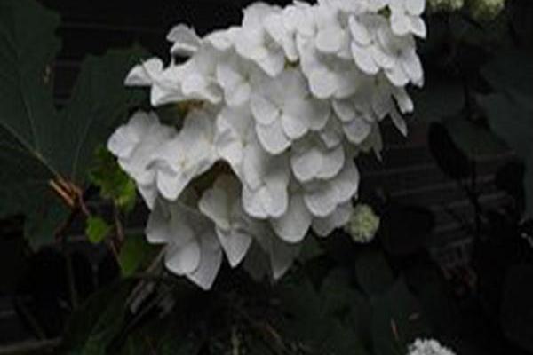 Hydrangea quercifolia \x27Piihq-i\x27 JETSTREAM