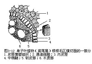 栓質化